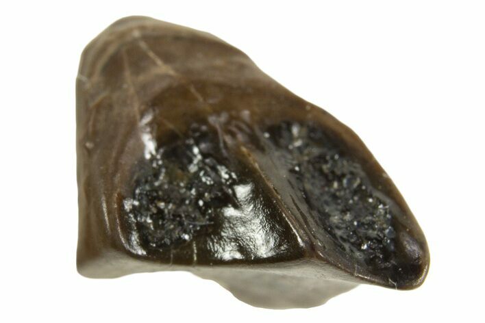 Fossil Dinosaur (Leptoceratops) Shed Tooth - Montana #338976